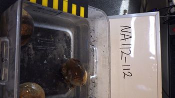 Media type: image;   Malacology 392696 Description: live specimen;
